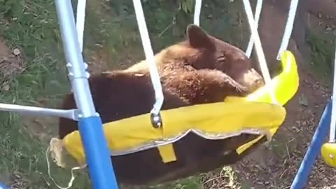 Bear kept going on my swing