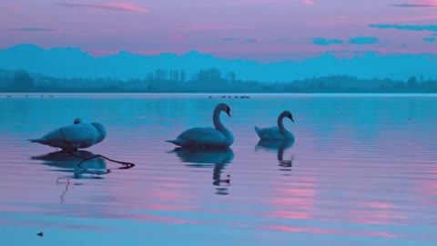 swan by the sea, beautiful and relaxing view