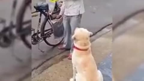 Trained Dog 💘💘