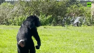 Chimp raised in captivity sees the sky for the first time