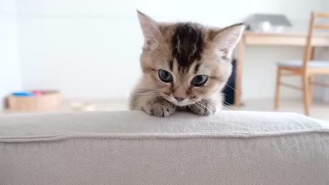 The kitten who is interested and appealing is too cute