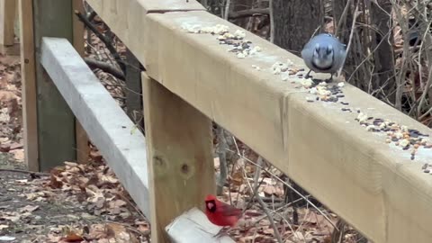 Blue Jays. All the time. Every time.