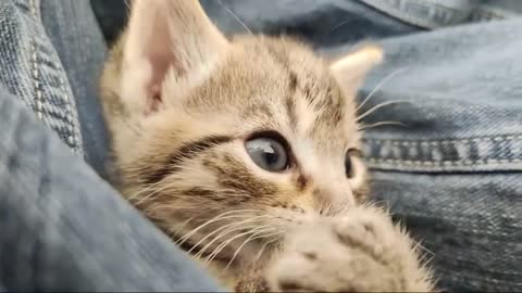 Kittens, Briefly smart and adorable kitten #rumble #rumbling #viral