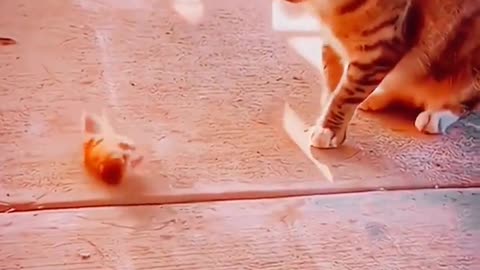 Cat And Rat Funny Compilation 2023 Fighting Animals Videos Animals Funny Videos #shorts #animals
