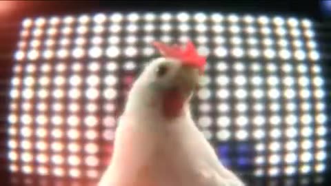 Chicken song