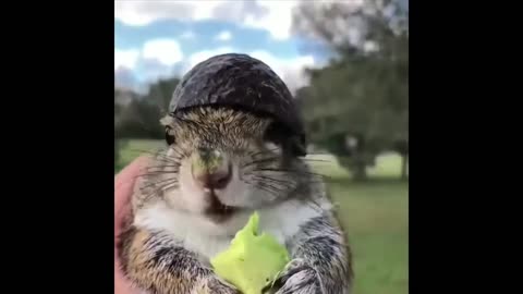 "Adorable Critter Chronicles: A Compilation of Cute Animal Videos"