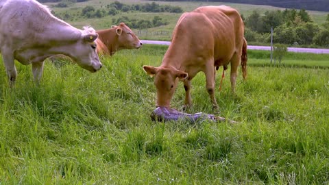 Mother cow gives birth while her friends line up for support