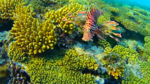 Red lionfish in the water