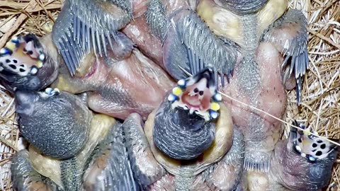 😱Breathtaking look of baby gouldian finch chicks