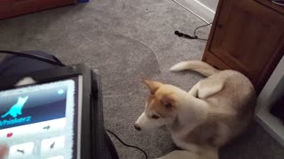 husky puppy vs ninja kitten