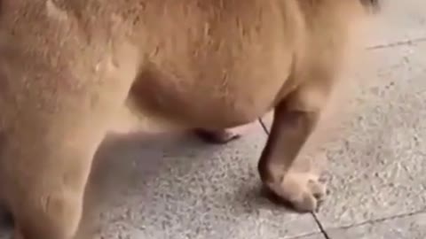 Try not to giggle at these adorable cute dogs. #dog #dogfunny #bestdogfunny #bestdogvideos