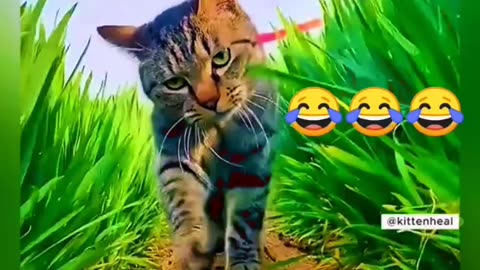 cat funny compilaton