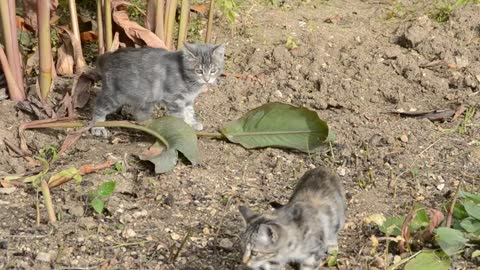 Three Kittens were Playing with a Leaf