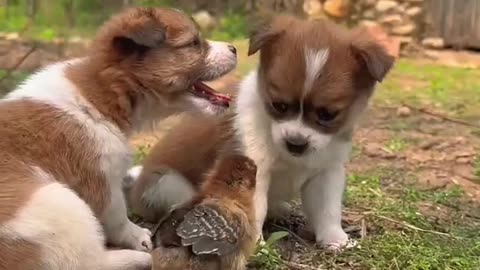 Puppies&dog funny video today #viral #animals #viral video