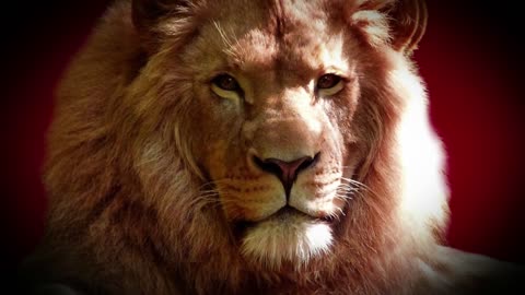 The King of the Jungle: Up Close and Personal with a Majestic Lion