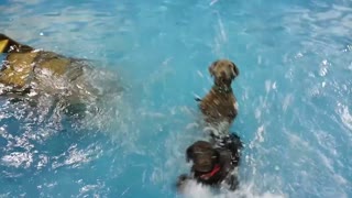 Puppy begs for attention in a swimming pool