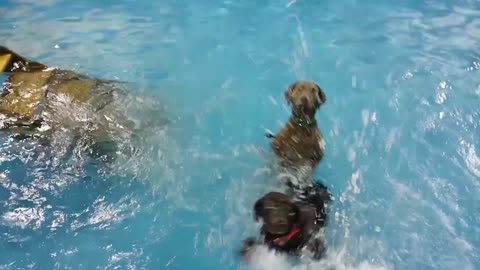 Puppy begs for attention in a swimming pool