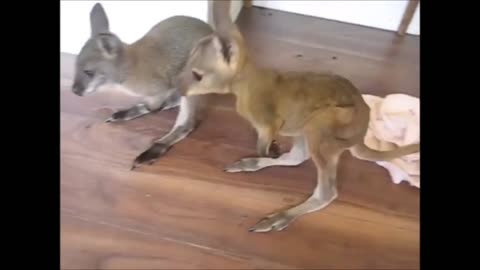 "Baby Kangaroos & Joeys: The CUTEST Compilation Ever!"