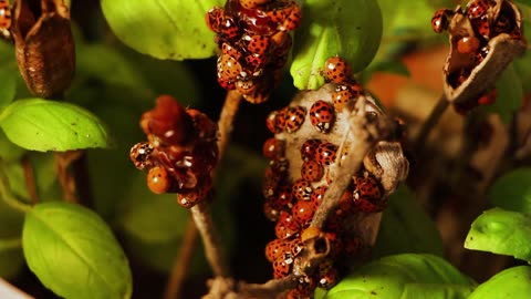 The Orgy, ladybug, Mating 😍😍 sex