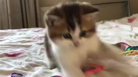 Funny Cat Video | cats funny #cat #catvideos #viral #video #viralvideo #viralshorts #viralvideos