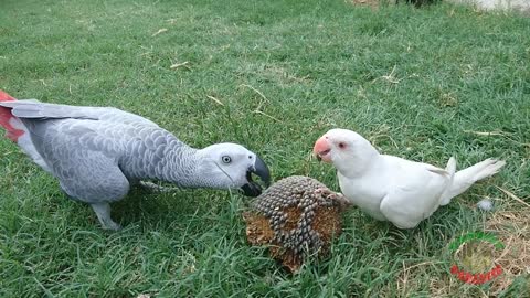 African Grey VS Indian Ringneck Parrot