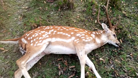 Dead deer 😪😪