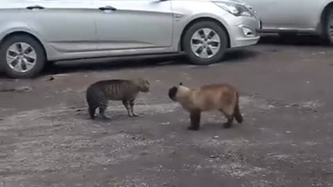 cat fight