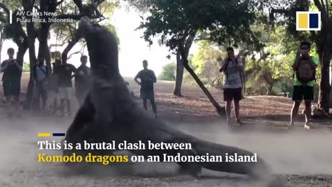 Two huge Komodo dragons fight on Indonesian island