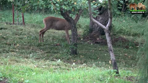 Sound of various animals - farm animals: Duck, Goat, Goose, hen, sheep