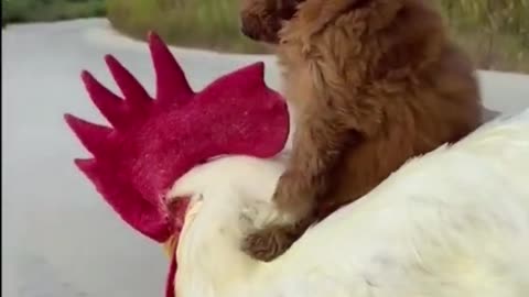 Little Puppy Loves Father Chicken