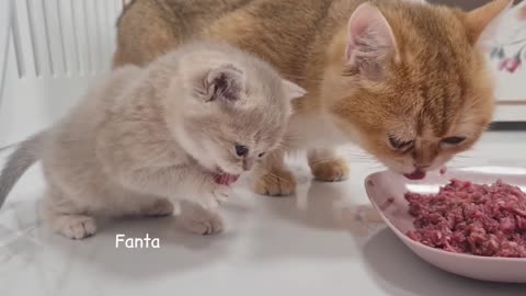 Mother cat is a huge fan of her sweet tarts.