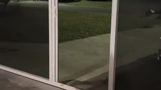 Gypsy the Dog Runs into Garage Screen Instead of Open Door