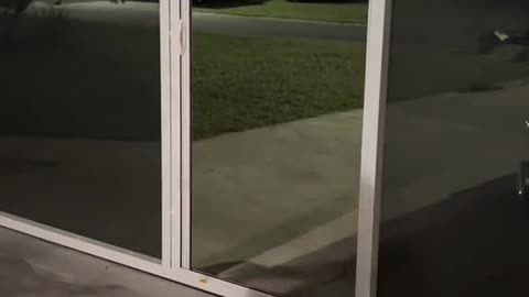 Gypsy the Dog Runs into Garage Screen Instead of Open Door