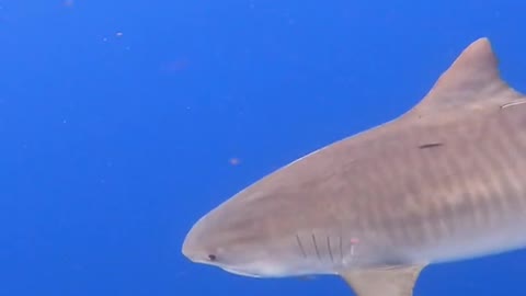 A shark does have a couple of major blind spots,