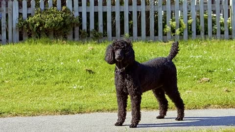 7 Reasons You Should NOT Get a Standard Poodle
