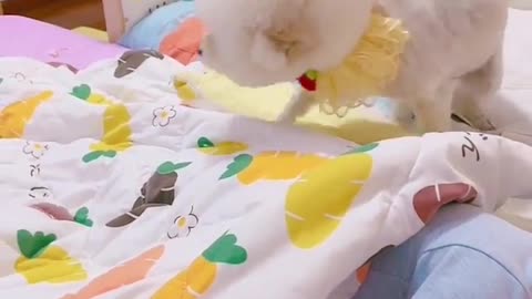 Dog plays with child...