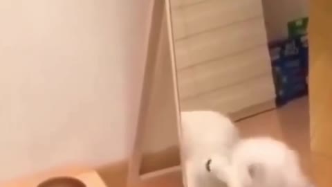 cat meets dog