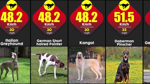 What Are The Fastest Breeds Of Dogs In The World