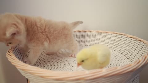 Kittens walk with a tiny chicken 💞💞😍