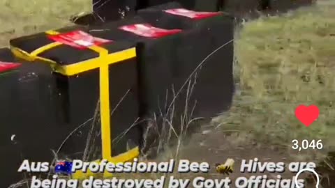 They Are Destroying The Bees On Purpose !!