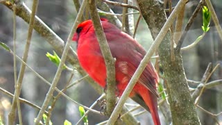 Cardinal