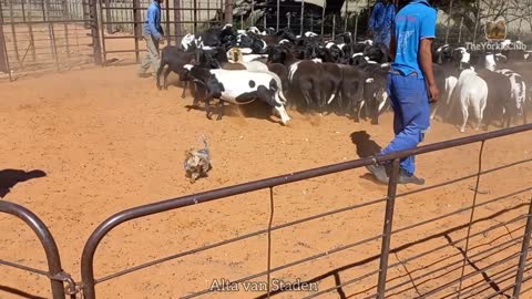 Tiny Yorkie Terrorizes Sheep on Farm
