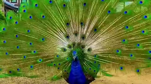 Beautiful Peacock dancing in village of Japan