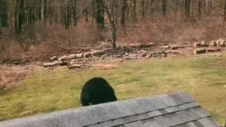 Young Bear Caught Climbing on Roof