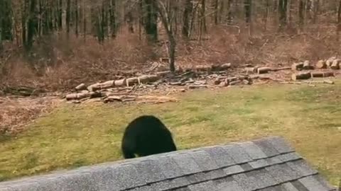 Young Bear Caught Climbing on Roof