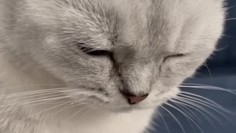 Meow-tastic Moments: Funny Cat Compilation"