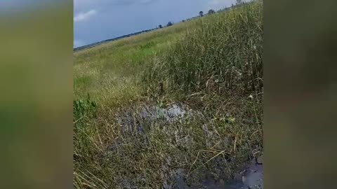The Swamp we all hear about in Florida