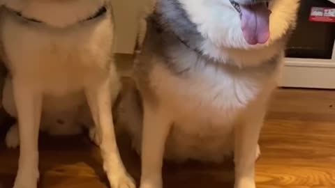 HUSKIES LOVE FUN!!! [TRY NOT TO SMILE!]