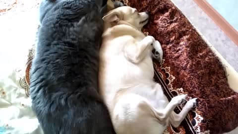 Cat sleep with a dog in an embrace together