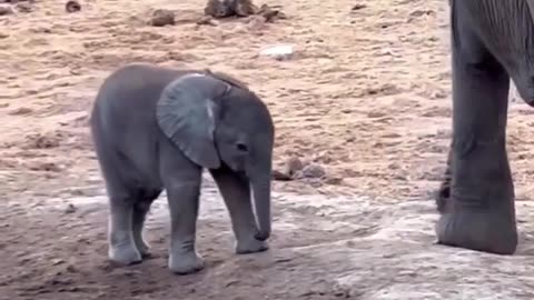 Baby elephant discovers his trunk for the first time